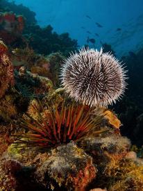 Biologists in Cornwall have found that chemicals released in the ocean from plastic can lead to deformities in marine animals Biologists in Cornwall have found that chemicals released in the ocean from plastic can lead to deformities in marine animals